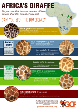 Can you spot the difference? - Giraffe Conservation Foundation