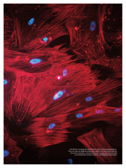 56 MaxPlanckForschung 3 | 09 One factor is enough for neural stem