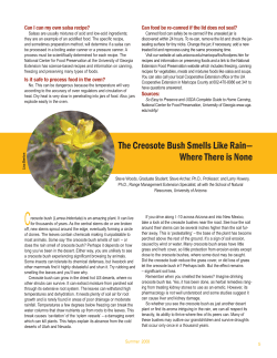 The Creosote Bush Smells Like Rain