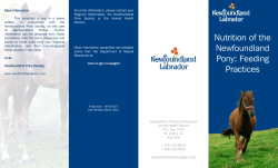 Nutrition of the Newfoundland Pony: Feeding Practices