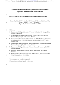 Fundamental Constraints In Synchronous Muscle Limit