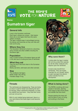 Sumatran tiger
