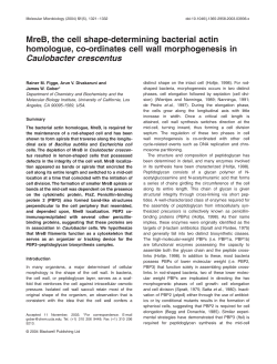 MreB, the cell shape-determining bacterial actin homologue, co