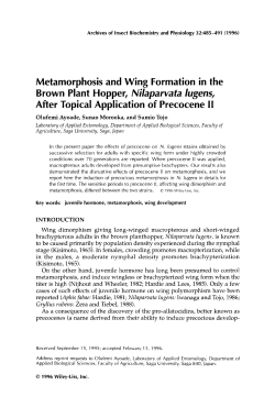 Metamorphosis and wing formation in the brown plant hopper