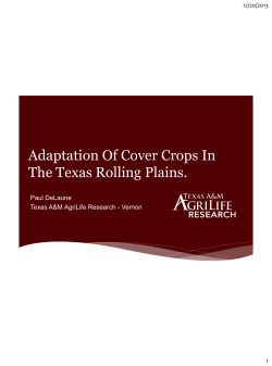 Adaptation Of Cover Crops In The Texas Rolling Plains.