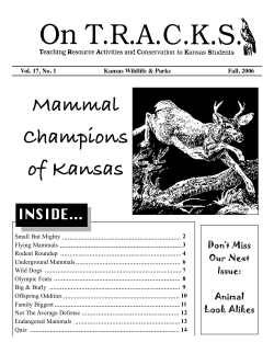 Animal Champions On TRACKS