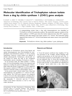 Molecular identification of Trichophyton rubrum isolate from a dog by