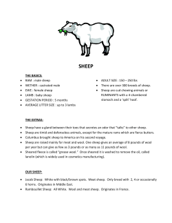 Sheep - Glacier Rock Farms