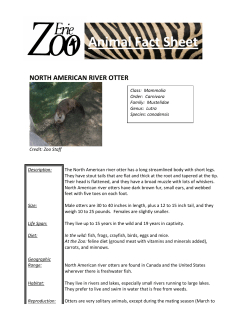 North American River Otter