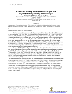Carbon Fixation by Paphiopedilum insigne and Paphiopedilum