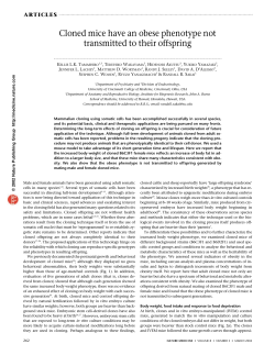 Cloned mice have an obese phenotype not transmitted to their