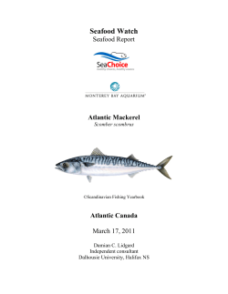 Canada Atlantic Mackerel Seafood Watch Report