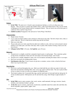 African Pied Crow - Rosamond Gifford Zoo