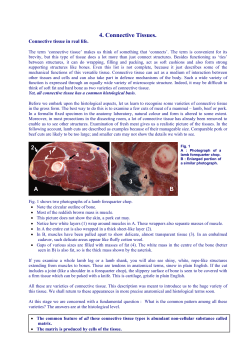 4. Connective Tissues. 4