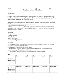 Capillary Action: Celery Lab