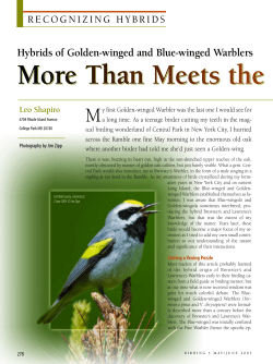 Hybrids of Golden-winged and Blue-winged Warblers
