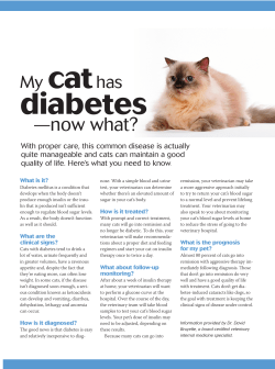 My cat has diabetes...now what?