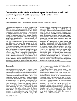 Comparative studies of the proteins of equine herpesviruses 4 and 1