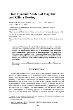 Fluid Dynamic Models of Flagellar and Ciliary