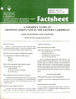 Farmers guide to growing white yam in Eastern Cbbean
