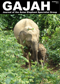 Asian Elephant Specialist Group Gajah #41
