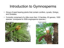 Introduction to Gymnosperms