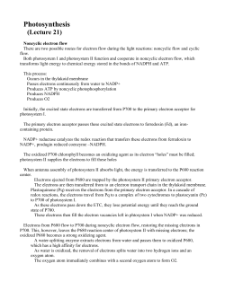 Photosynthesis - U of L Class Index
