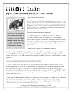 Diabetes Mellitus in Cats - Onion River Animal Hospital