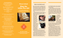 Stop the Little Fire Ant