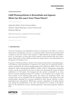 CAM photosynthesis in bromeliads and agaves: What can we learn