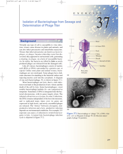 Isolation of Bacteriophage from Sewage