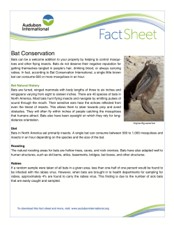 Bat Conservation - Audubon International