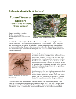 Funnel Weaver Spiders