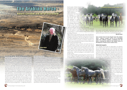 The Arabian Horse