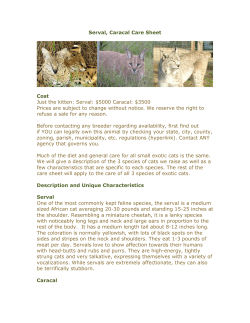Serval, Caracal Care Sheet