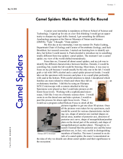 Camel Spiders