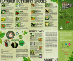 BUTTERFLY PLANTS - Nature Society (Singapore)