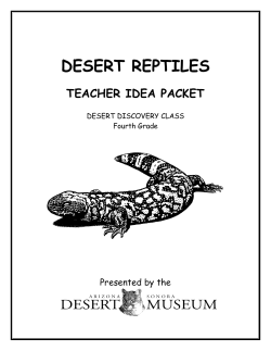 desert reptiles - Arizona