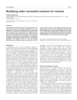 Modifying sister chromatid cohesion for meiosis