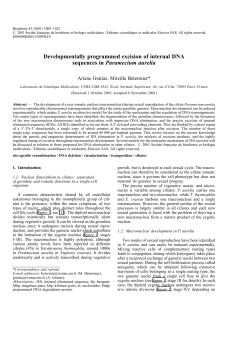 Developmentally programmed excision of internal DNA