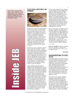 COLD SCALLOPS RELY ON RUBBER - Journal of Experimental