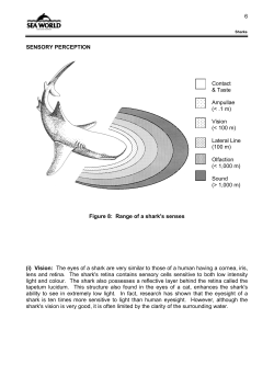 SENSORY PERCEPTION
