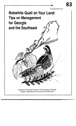 Bobwhite Quail on Your Land: Tips on Management for Georgia and