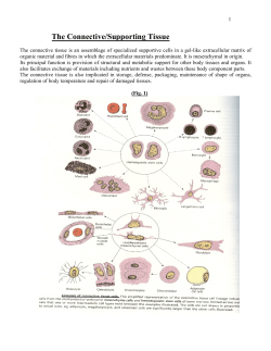 The Connective/Supporting Tissue