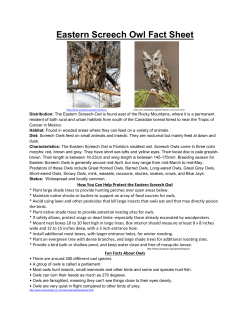 Eastern Screech Owl Fact Sheet