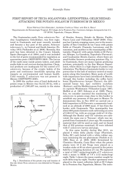first report of tecia solanivora (lepidoptera