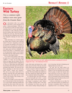 Eastern Wild Turkey - New Hampshire Fish and Game Department