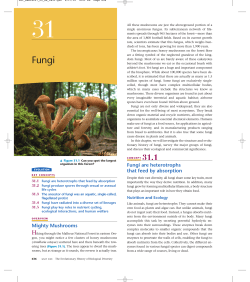 Mighty Mushrooms Fungi are heterotrophs that feed by absorption
