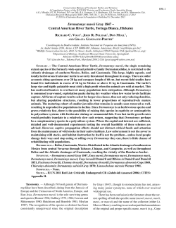 Dermatemys mawii Gray 1847 &ndash; Central American River Turtle