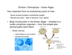 Division: Chlorophyta &ndash; Green Algae Very important from an